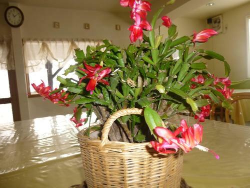 Posada Annex Aburaya