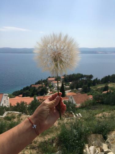 Hostel Dalmatia