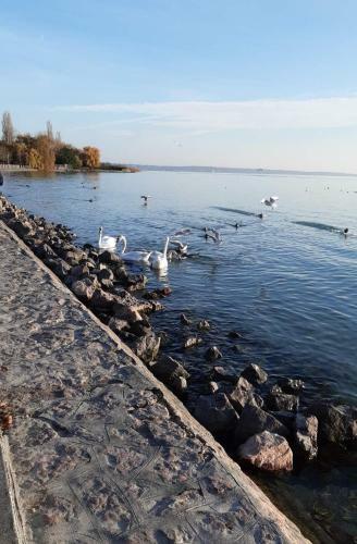 Balaton Sz�pe Apartment Balatonf?zf?