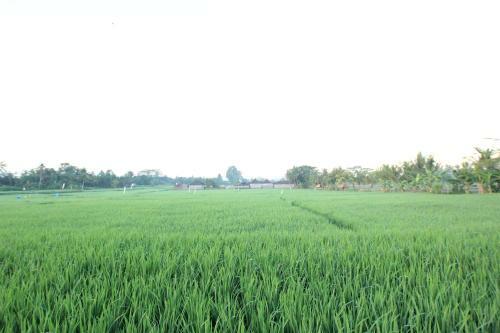 Hostal Ayuna Family Ubud