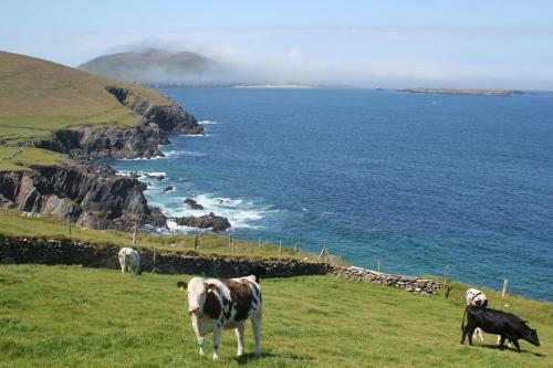 An Searrach Dingle