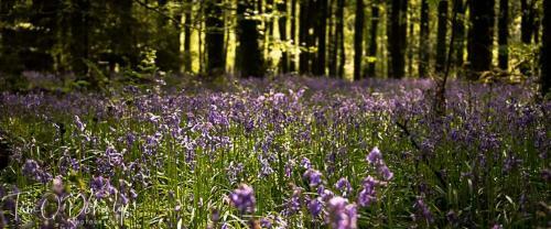 Hostal Abbeycourt Kenmare Kerry