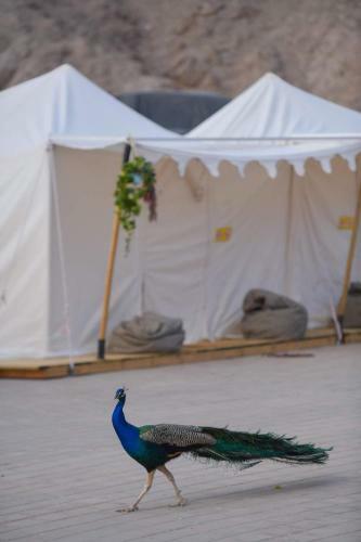 Midbarya Camping Eilat