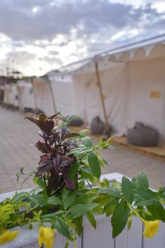 Midbarya Camping Eilat
