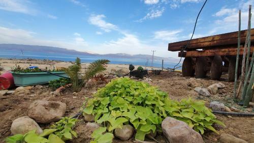Badolina Ein Gedi Glamping