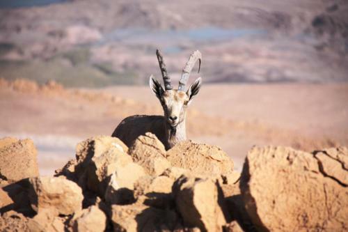 Lodge Ein Gedi Rooms Neve Zohar