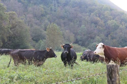 Agroturismo Agriturismo Biobi�