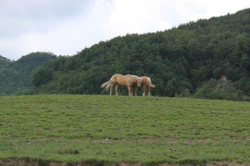 Agroturismo Agriturismo C� Bella