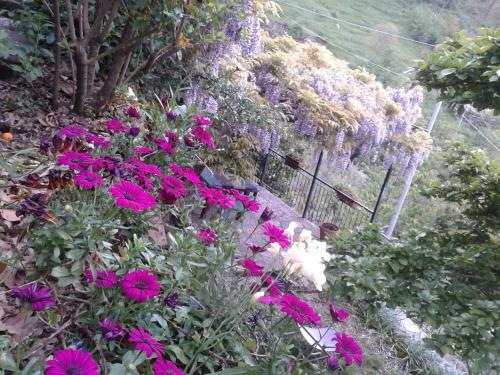 B&B I Glicini