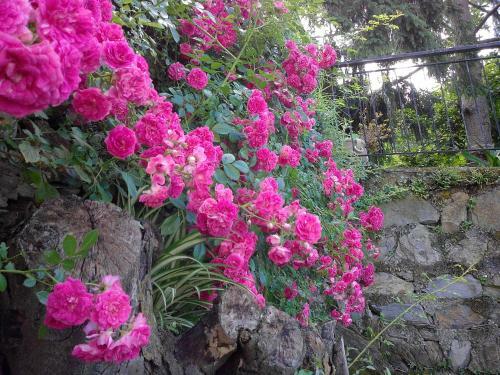 B&B I Glicini