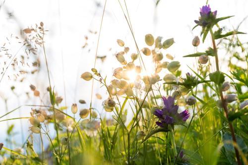 Bergh�tte Sommerstall