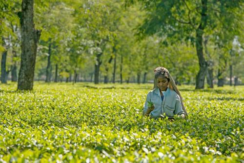 Hotel Manohari - The Tea Retreat Resort
