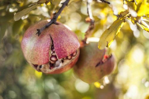 Agroturismo Azienda Agrituristica Alcastl�