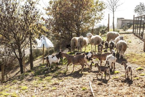 Agroturismo Azienda Agrituristica Alcastl�