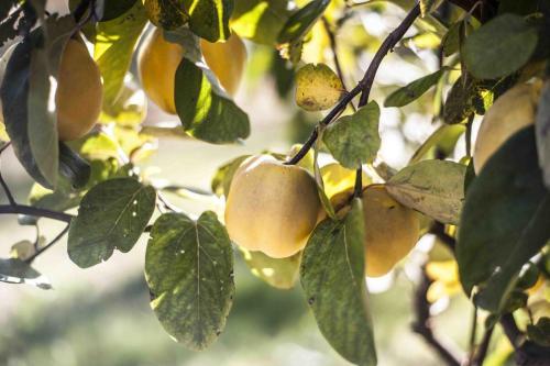 Agroturismo Azienda Agrituristica Alcastl�