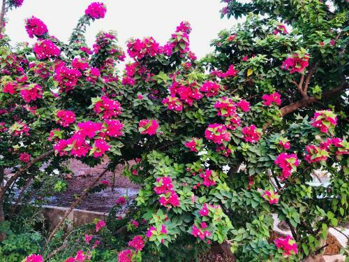 Villa Royal Meadows - Igatpuri Bungalow A