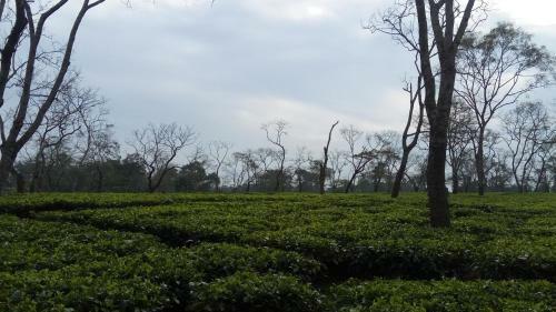Hotel Kaziranga Golf Resort