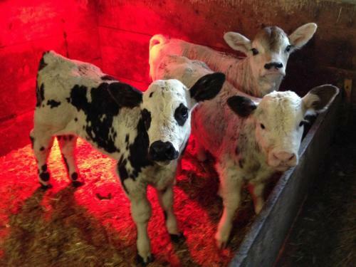 Apartamento Ciasa Raut