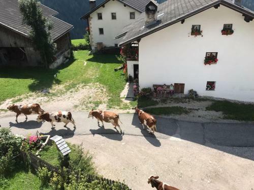 Agroturismo Agriturismo Tolpei
