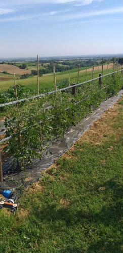 B&B Frutti Antichi
