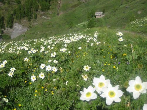 Bed & Breakfast Barba Bertu