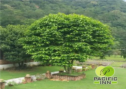Hotel Pacific Inn Resort Rishikesh