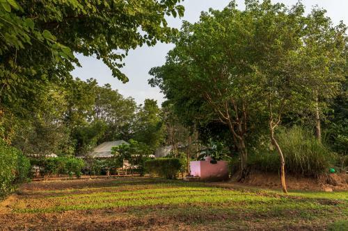 Tiger Machan