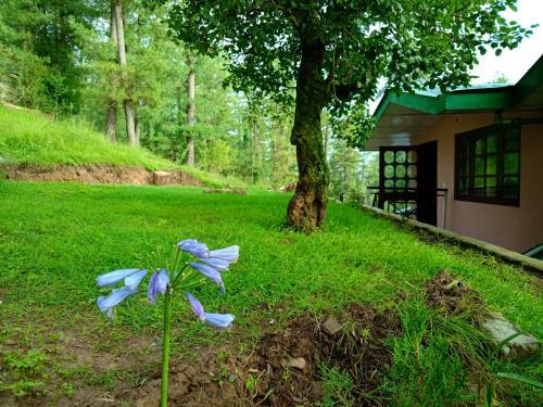 Apartamento Merlin Grove Suites Simla