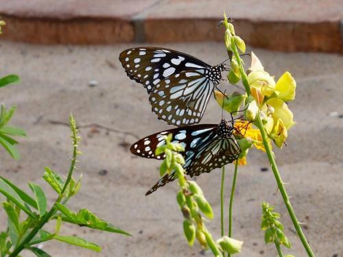 Hotel Sitaram Beach Retreat