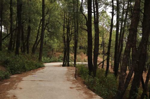 Bed & Breakfast Wood Forest Homestay