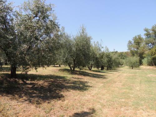 Bed & Breakfast Podere Il Mulino