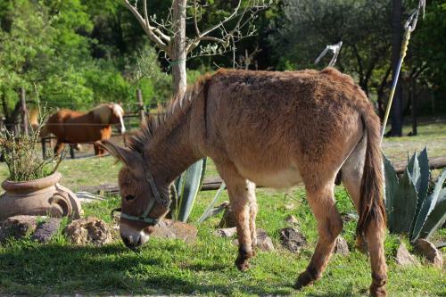 Agroturismo Casa Verniano