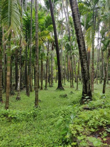 The Betel Grove