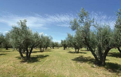 Assisi Villa Sleeps 21 Wifi