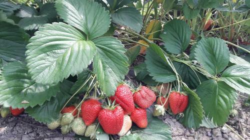 Agroturismo Ca' D'alfieri