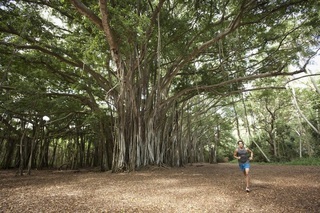 Hotel Turtle Bay Resort