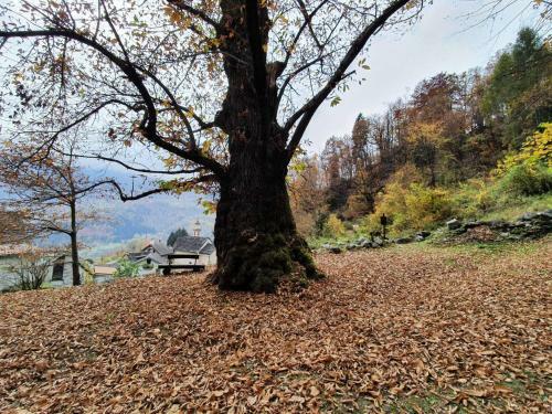 Appealing Holiday Home In Crodo With A View