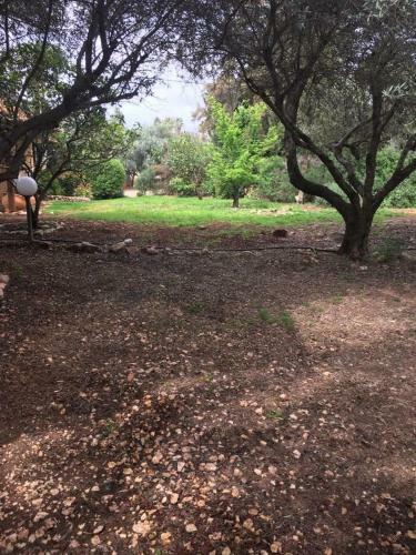 Olive Tree Cabins