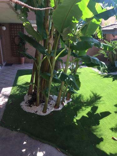 Hostal Fiumicino A57 Banano