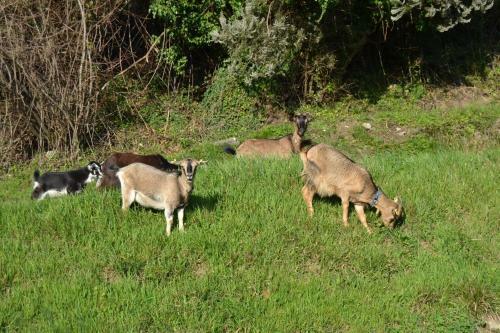 Agroturismo La Pippola De' Cerchi