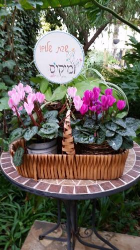 Lodge Miki's B&B Rosh Pinna
