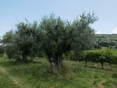 Apartamento Villa Cavalletti Appartamenti