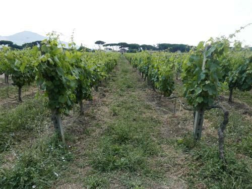 Apartamento Villa Cavalletti Appartamenti