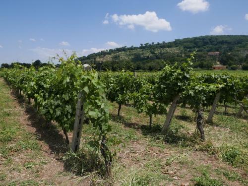 Apartamento Villa Cavalletti Appartamenti