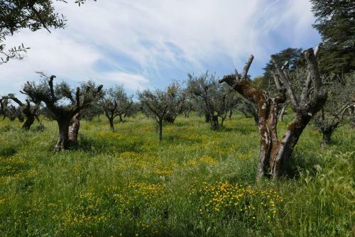 Apartamento Villa Cavalletti Appartamenti