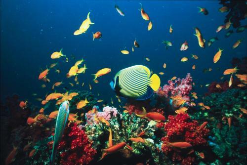 Isrotel Yam Suf Hotel And Diving Center