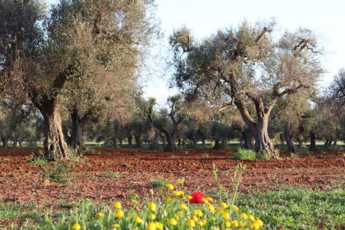 B&B Passione Del Sud