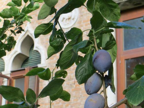 Bed & Breakfast Villa Elisabetta