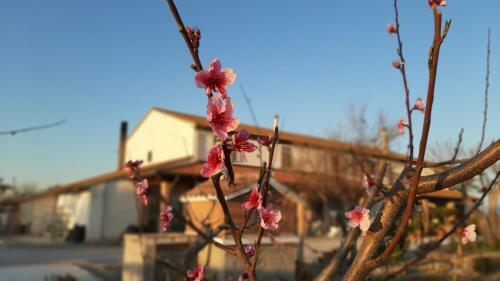 Agroturismo Corte Degli Angeli