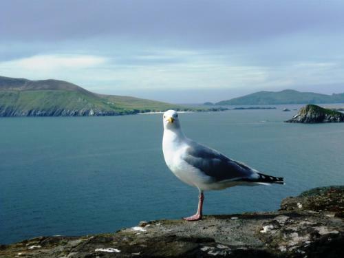 Cill Bhreac House B&B